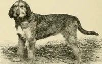 Picture 165 of 290 from The encyclopaedia of sport (1897), leaf 352