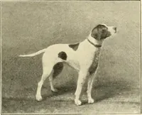 Picture 166 of 290 from The encyclopaedia of sport (1897), leaf 353