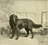 Picture 167 of 290 from The encyclopaedia of sport (1897), leaf 354