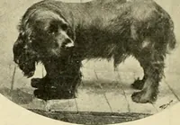 Picture 169 of 290 from The encyclopaedia of sport (1897), leaf 356