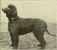 Picture 170 of 290 from The encyclopaedia of sport (1897), leaf 357