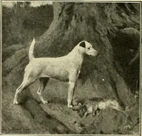 Picture 171 of 290 from The encyclopaedia of sport (1897), leaf 358