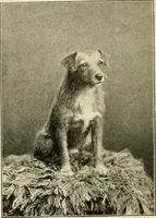 Picture 172 of 290 from The encyclopaedia of sport (1897), leaf 360