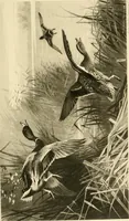 Picture 177 of 290 from The encyclopaedia of sport (1897), leaf 379