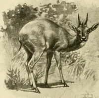 Picture 178 of 290 from The encyclopaedia of sport (1897), leaf 382