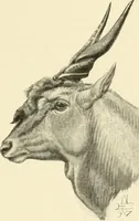 Picture 179 of 290 from The encyclopaedia of sport (1897), leaf 383