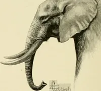 Picture 180 of 290 from The encyclopaedia of sport (1897), leaf 384