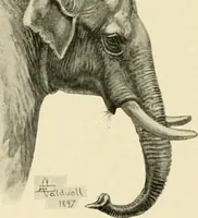 Picture 182 of 290 from The encyclopaedia of sport (1897), leaf 392