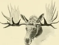 Picture 183 of 290 from The encyclopaedia of sport (1897), leaf 397