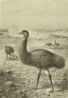 Picture 184 of 290 from The encyclopaedia of sport (1897), leaf 399