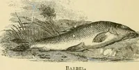 Picture 14 of 290 from The encyclopaedia of sport (1897), leaf 40