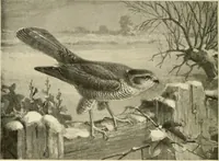 Picture 185 of 290 from The encyclopaedia of sport (1897), leaf 400