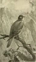 Picture 186 of 290 from The encyclopaedia of sport (1897), leaf 401