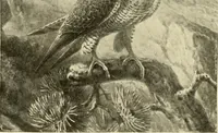 Picture 187 of 290 from The encyclopaedia of sport (1897), leaf 404