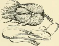 Picture 192 of 290 from The encyclopaedia of sport (1897), leaf 409