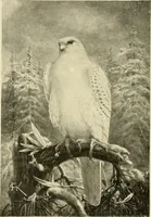 Picture 193 of 290 from The encyclopaedia of sport (1897), leaf 410