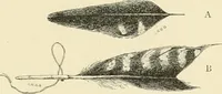 Picture 194 of 290 from The encyclopaedia of sport (1897), leaf 411
