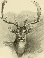 Picture 195 of 290 from The encyclopaedia of sport (1897), leaf 414