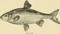 Picture 15 of 290 from The encyclopaedia of sport (1897), leaf 42