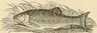 Picture 16 of 290 from The encyclopaedia of sport (1897), leaf 44