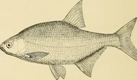 Picture 17 of 290 from The encyclopaedia of sport (1897), leaf 44