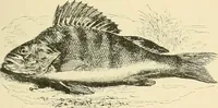 Picture 18 of 290 from The encyclopaedia of sport (1897), leaf 45