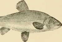 Picture 19 of 290 from The encyclopaedia of sport (1897), leaf 46