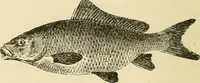Picture 20 of 290 from The encyclopaedia of sport (1897), leaf 46