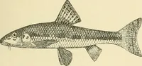 Picture 21 of 290 from The encyclopaedia of sport (1897), leaf 47