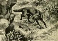 Picture 209 of 290 from The encyclopaedia of sport (1897), leaf 478