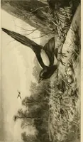 Picture 210 of 290 from The encyclopaedia of sport (1897), leaf 480