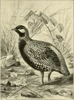 Picture 211 of 290 from The encyclopaedia of sport (1897), leaf 481