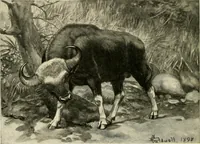 Picture 212 of 290 from The encyclopaedia of sport (1897), leaf 490