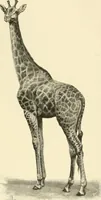 Picture 214 of 290 from The encyclopaedia of sport (1897), leaf 495