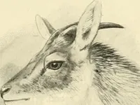 Picture 227 of 290 from The encyclopaedia of sport (1897), leaf 519
