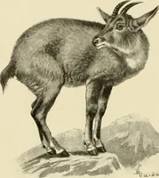 Picture 228 of 290 from The encyclopaedia of sport (1897), leaf 520