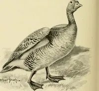 Picture 229 of 290 from The encyclopaedia of sport (1897), leaf 520