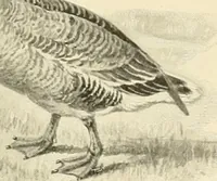 Picture 230 of 290 from The encyclopaedia of sport (1897), leaf 521