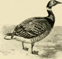 Picture 232 of 290 from The encyclopaedia of sport (1897), leaf 522