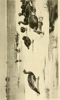 Picture 233 of 290 from The encyclopaedia of sport (1897), leaf 523