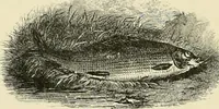 Picture 238 of 290 from The encyclopaedia of sport (1897), leaf 530