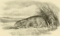Picture 247 of 290 from The encyclopaedia of sport (1897), leaf 551