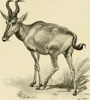 Picture 248 of 290 from The encyclopaedia of sport (1897), leaf 552