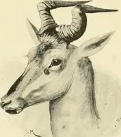 Picture 249 of 290 from The encyclopaedia of sport (1897), leaf 553