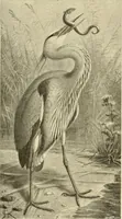 Picture 250 of 290 from The encyclopaedia of sport (1897), leaf 554