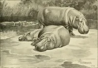 Picture 252 of 290 from The encyclopaedia of sport (1897), leaf 559