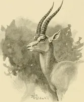 Picture 25 of 290 from The encyclopaedia of sport (1897), leaf 56