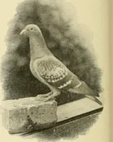 Picture 253 of 290 from The encyclopaedia of sport (1897), leaf 566