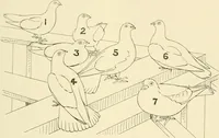 Picture 255 of 290 from The encyclopaedia of sport (1897), leaf 569