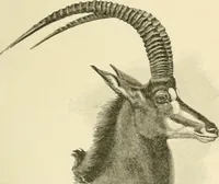 Picture 26 of 290 from The encyclopaedia of sport (1897), leaf 57